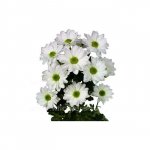 Хризантема кустовая &laquo;Илонка&raquo;