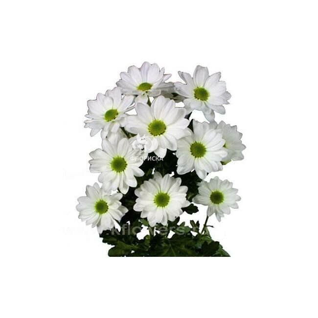 Хризантема кустовая &laquo;Илонка&raquo;