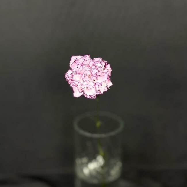 Гвоздика &laquo;Сиреневая&raquo;