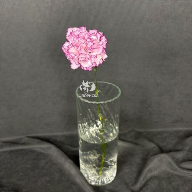 Гвоздика &laquo;Сиреневая&raquo;