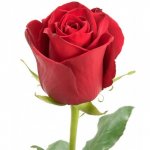Роза &laquo;Красная 80 см&raquo;