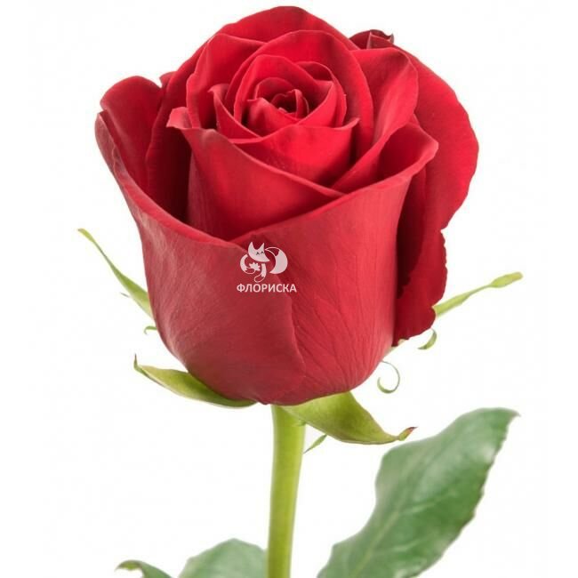 Роза &laquo;Красная 80 см&raquo;