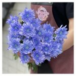 Хризантема кустовая &laquo;Сиреневая&raquo;