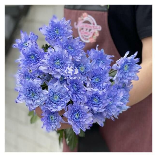 Хризантема кустовая &laquo;Сиреневая&raquo;