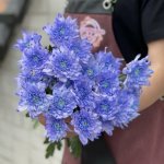 Хризантема кустовая &laquo;Сиреневая&raquo;