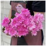 Хризантема кустовая &laquo;Малиновая&raquo;