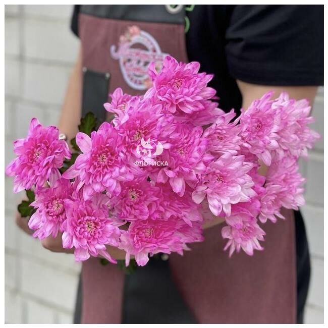 Хризантема кустовая &laquo;Малиновая&raquo;