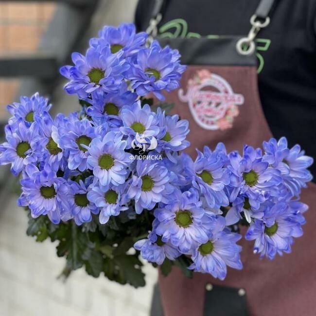 Хризантема кустовая &laquo;Фиолетовая&raquo;