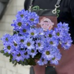 Хризантема кустовая &laquo;Фиолетовая&raquo;