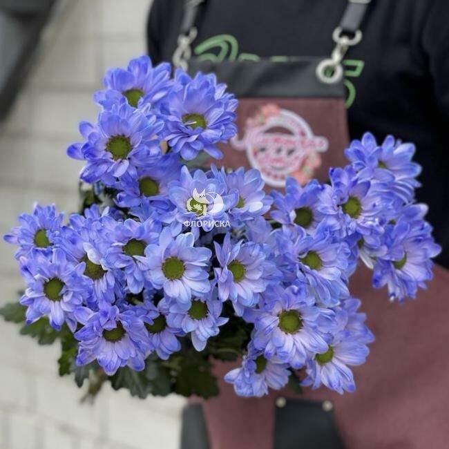 Хризантема кустовая &laquo;Фиолетовая&raquo;